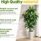 5ft Artificial Dracaena Tree – Faux Yucca with White Tall Planter for Home & Office Decor, Perfect for Housewarming